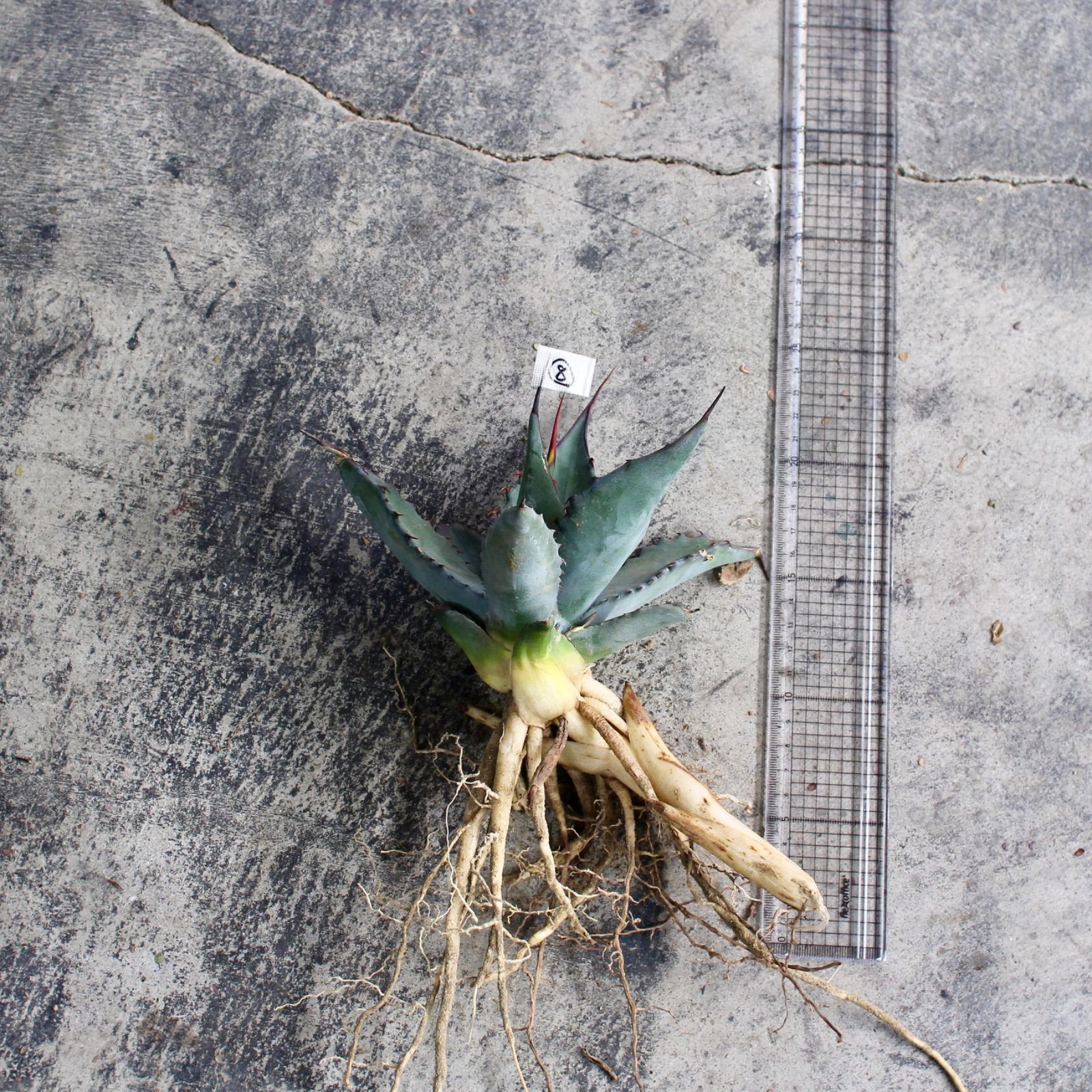 アガベ サルミアナ フェロックス 抜き苗 20cm前後｜屋外育成向けベース