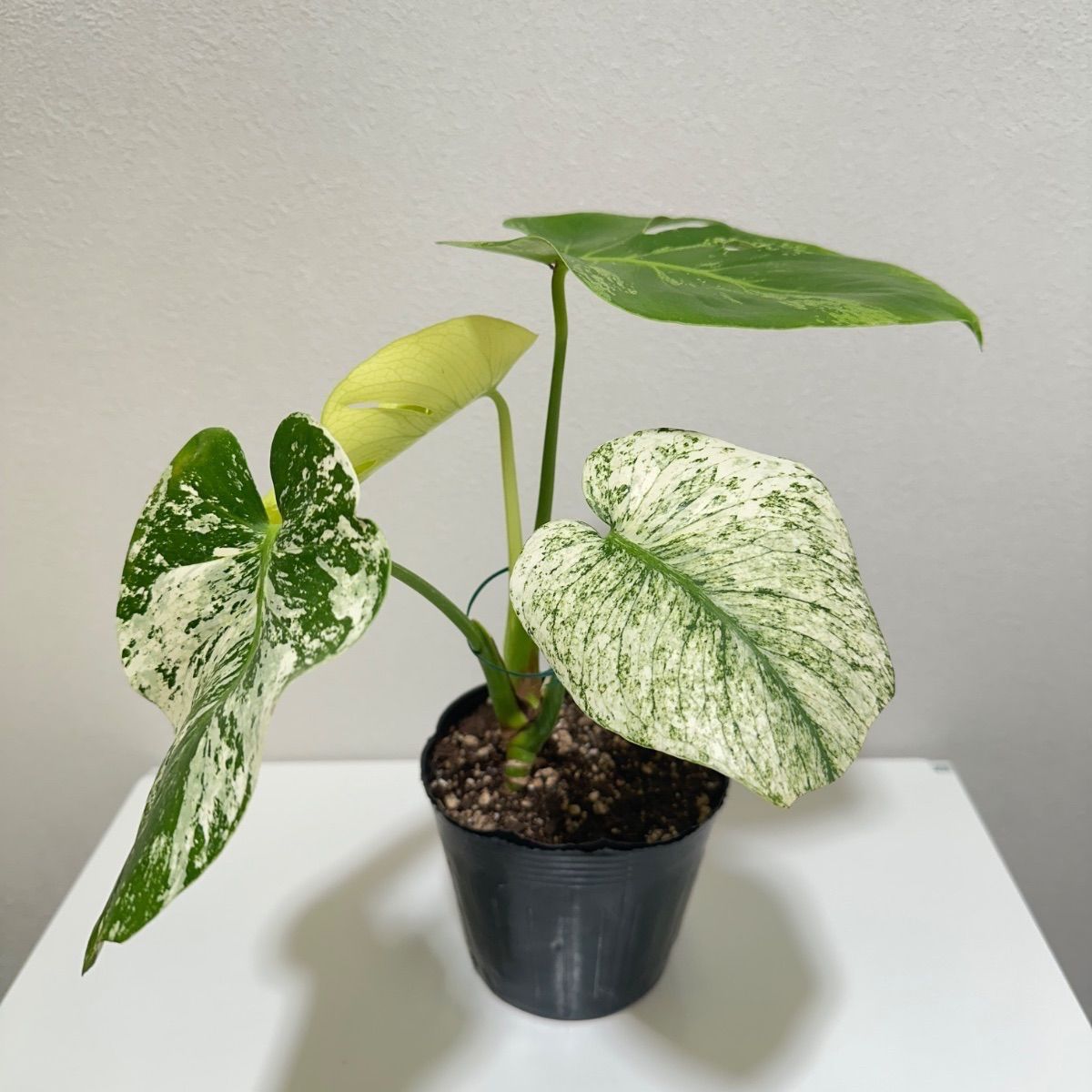 モンステラ デリシオーサ ホワイトモンスター 天津蘭 斑入りp - メルカリ