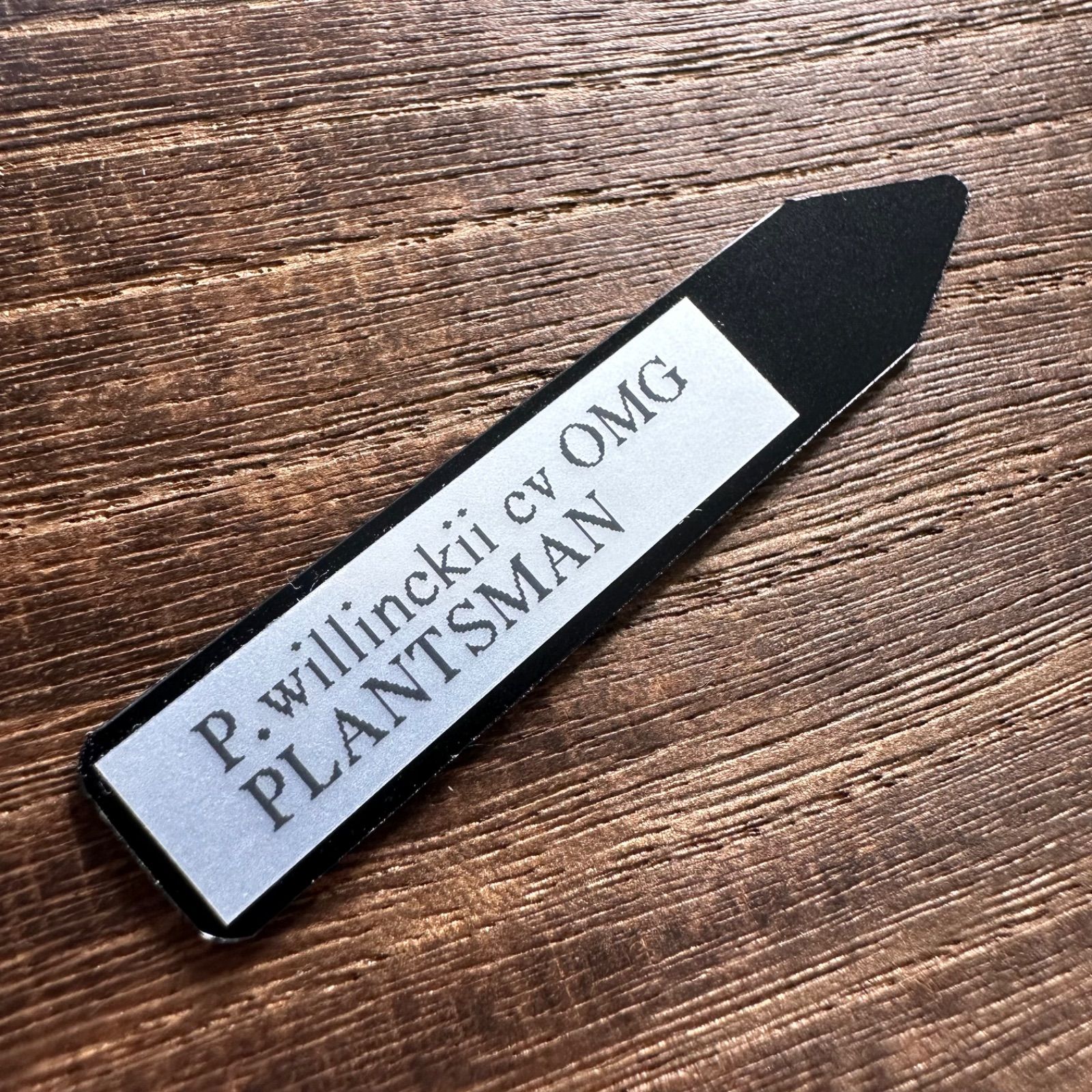 P.willinckii cv OMG 前葉体［胞子培養育成ガイド付］ - メルカリ