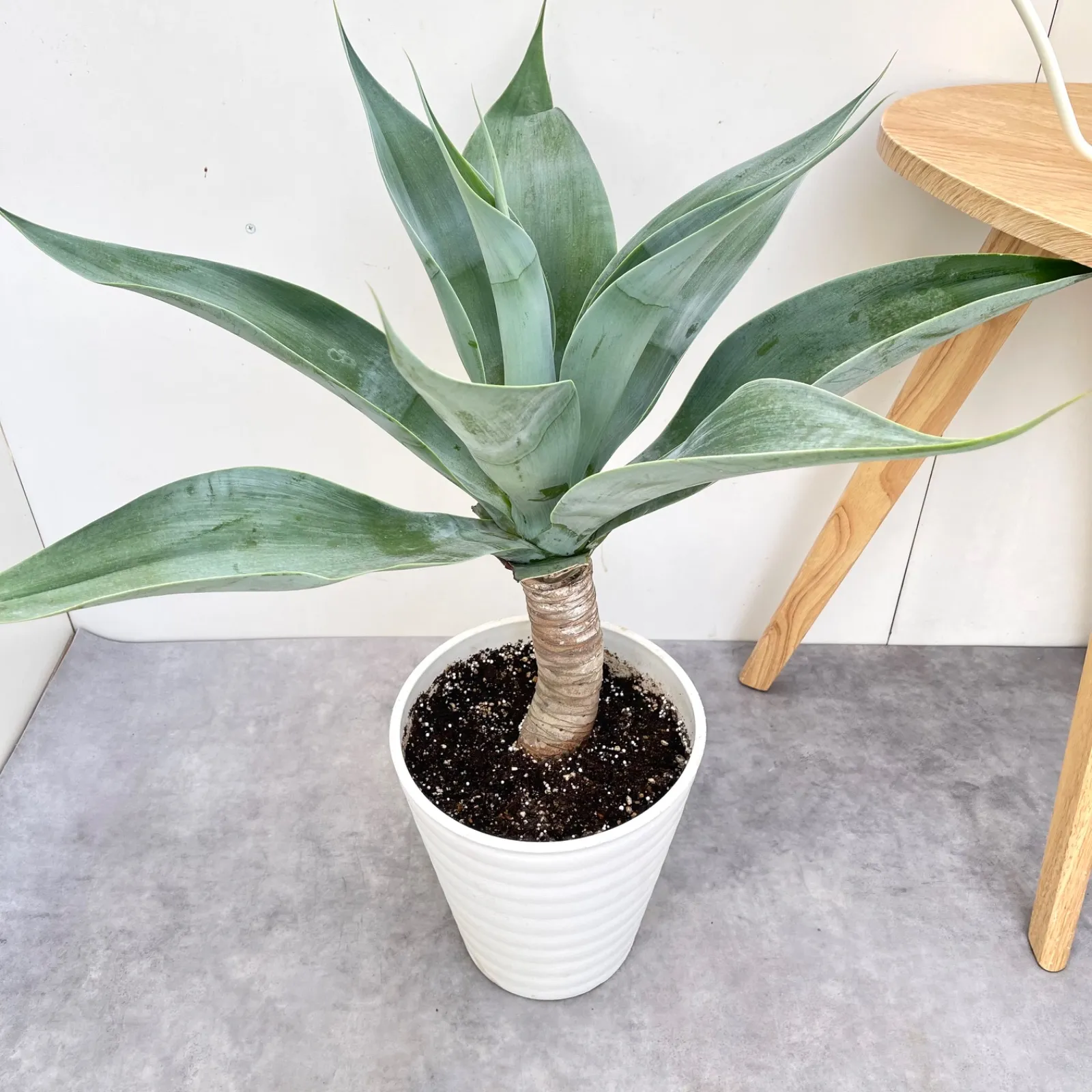 2026年最新】アガベ アテナータ ボーチンブルーの人気アイテム - メルカリ