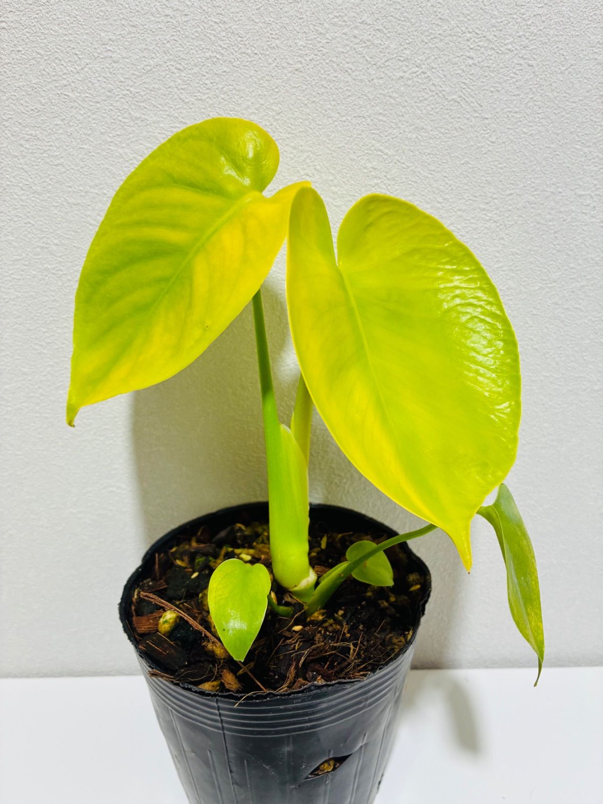 モンステラ デリシオーサ Monstera deliciosa 'Gold Monster' 新種