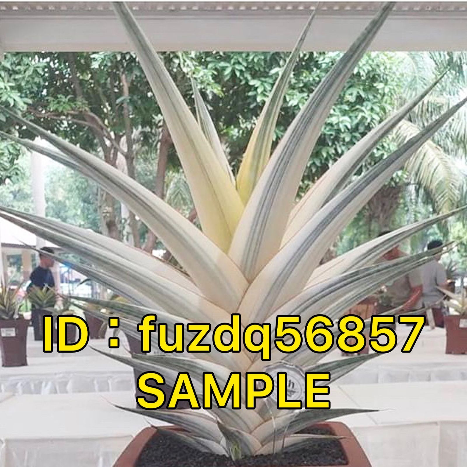 S13737【SS級 超希少株！！】サンスベリア スノー ホワイト