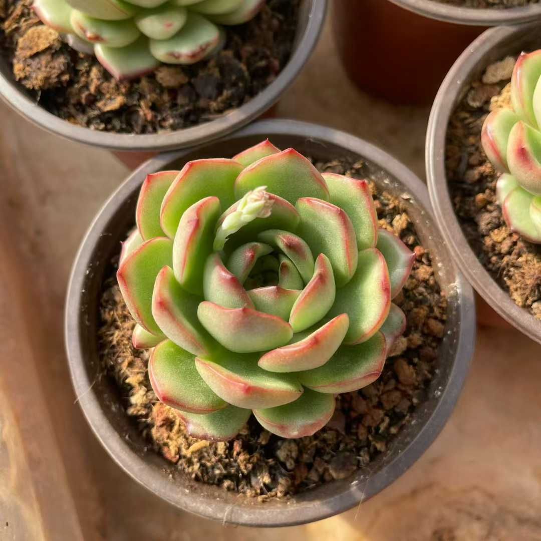 多肉植物 Z3035 モンブラン 15株 抜き苗 エケベリア セダム