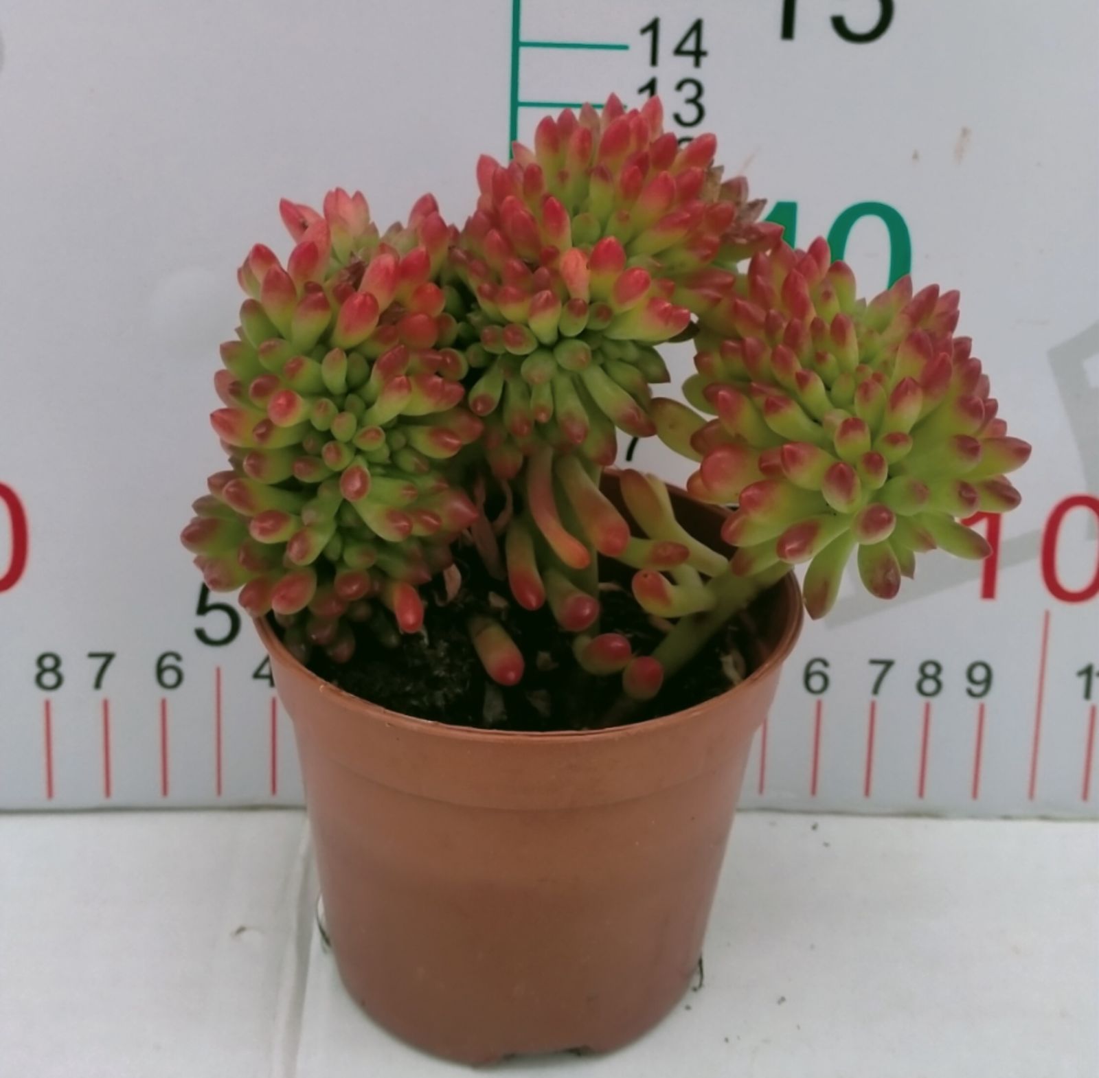 多肉植物 Z3107 シュンホウツイカ 18株 抜き苗 エケベリア セダム