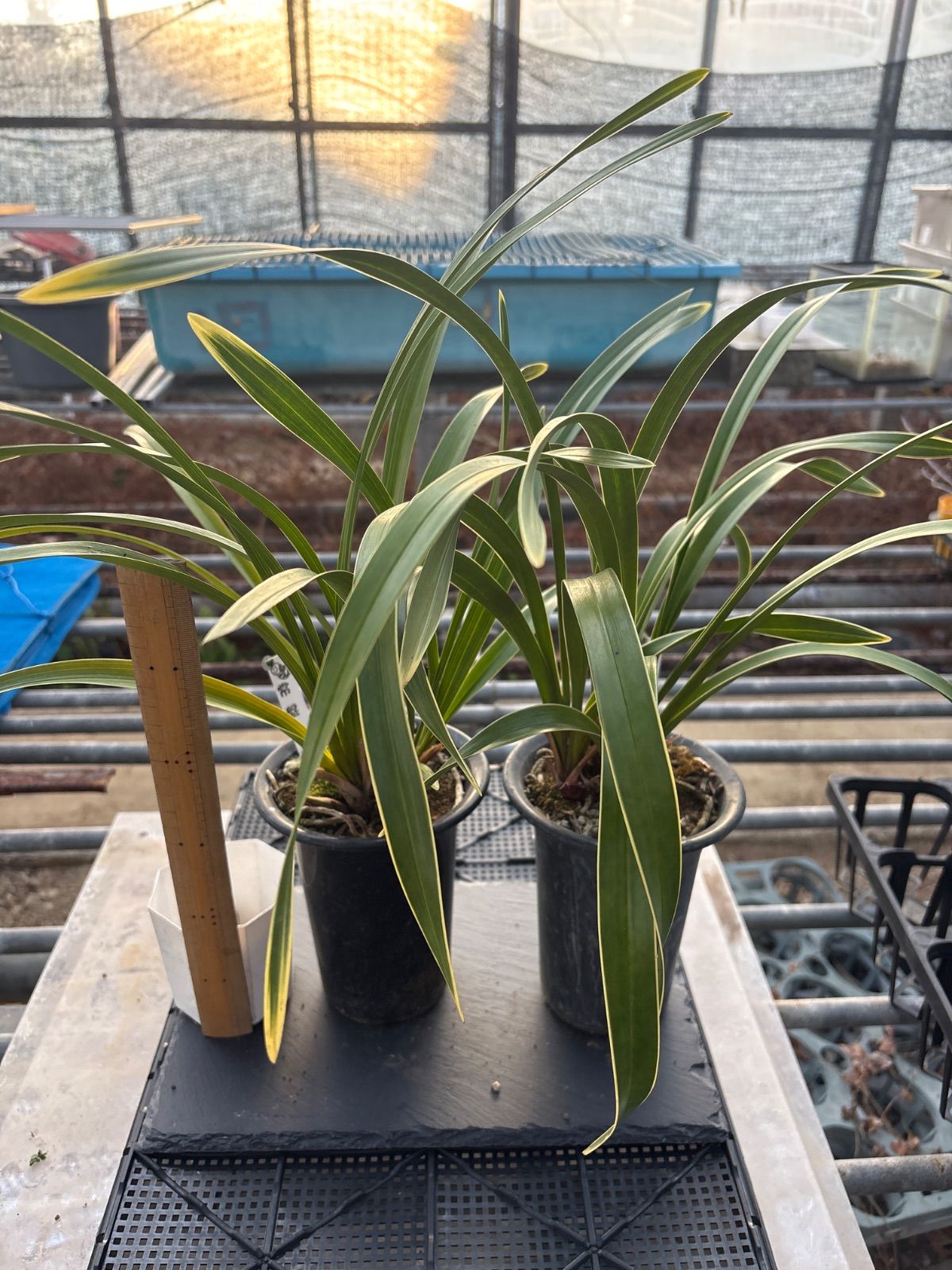 キンリョウヘン原種 2鉢セット 花芽計7 - メルカリ