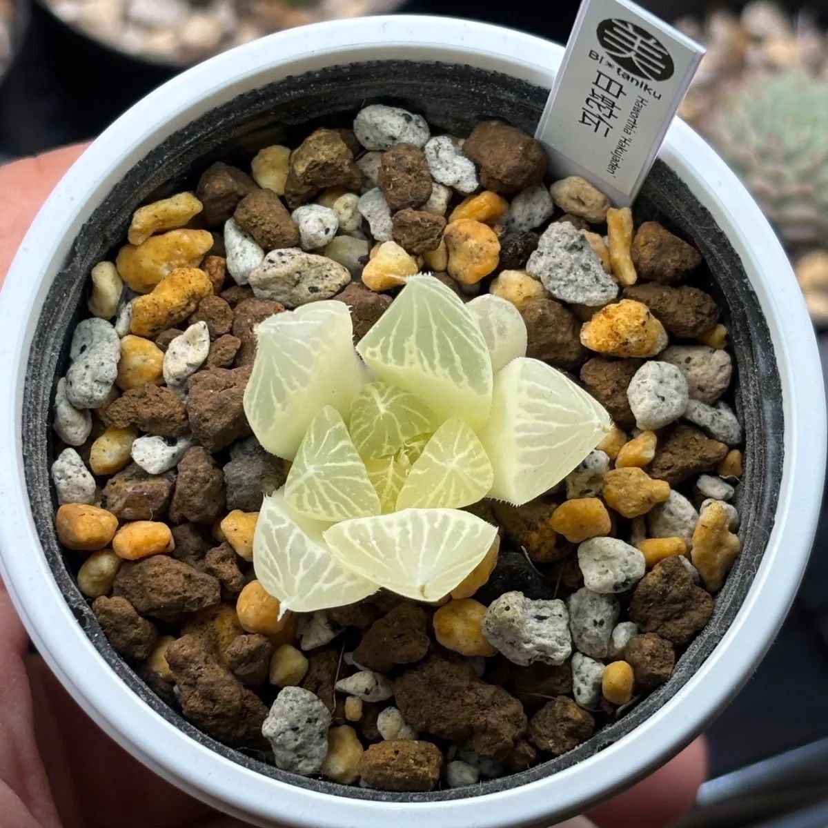 ハオルチア ☆ 白蛇伝（カキ仔発根済み）白プラポット付き メルカリ便