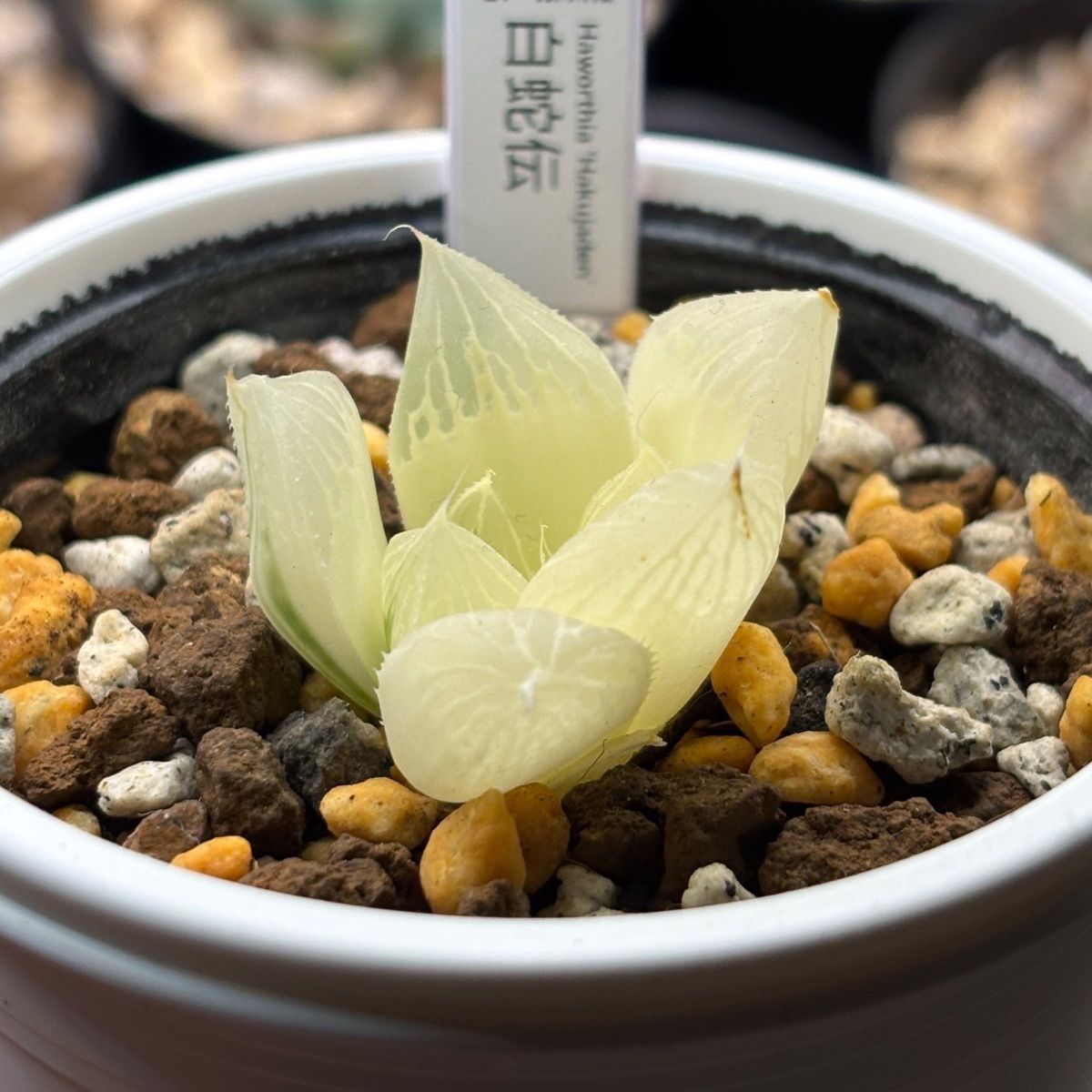 ハオルチア ☆ 白蛇伝（カキ仔発根済み）白プラポット付き メルカリ便