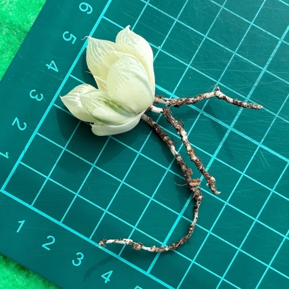 ハオルチア ☆ 白蛇伝（カキ仔発根済み）白プラポット付き メルカリ便