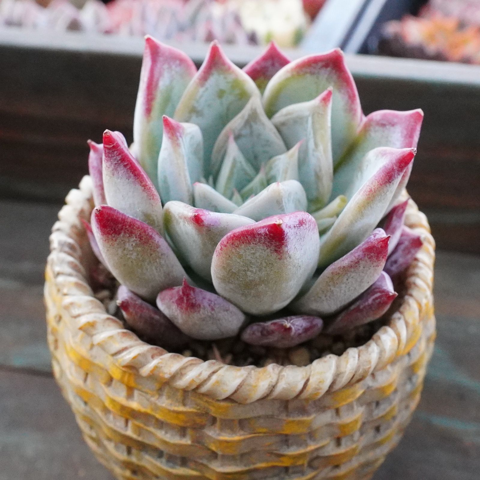 新品種※【ペガサス 2】美苗 エケベリア 韓国多肉 - メルカリ