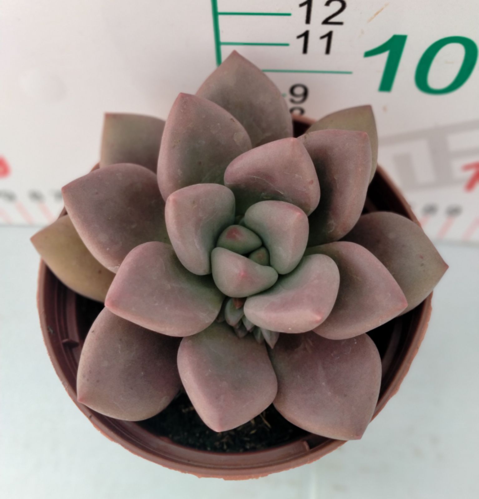 多肉植物 Z3182 トウカゲン 18株 抜き苗 エケベリア セダム