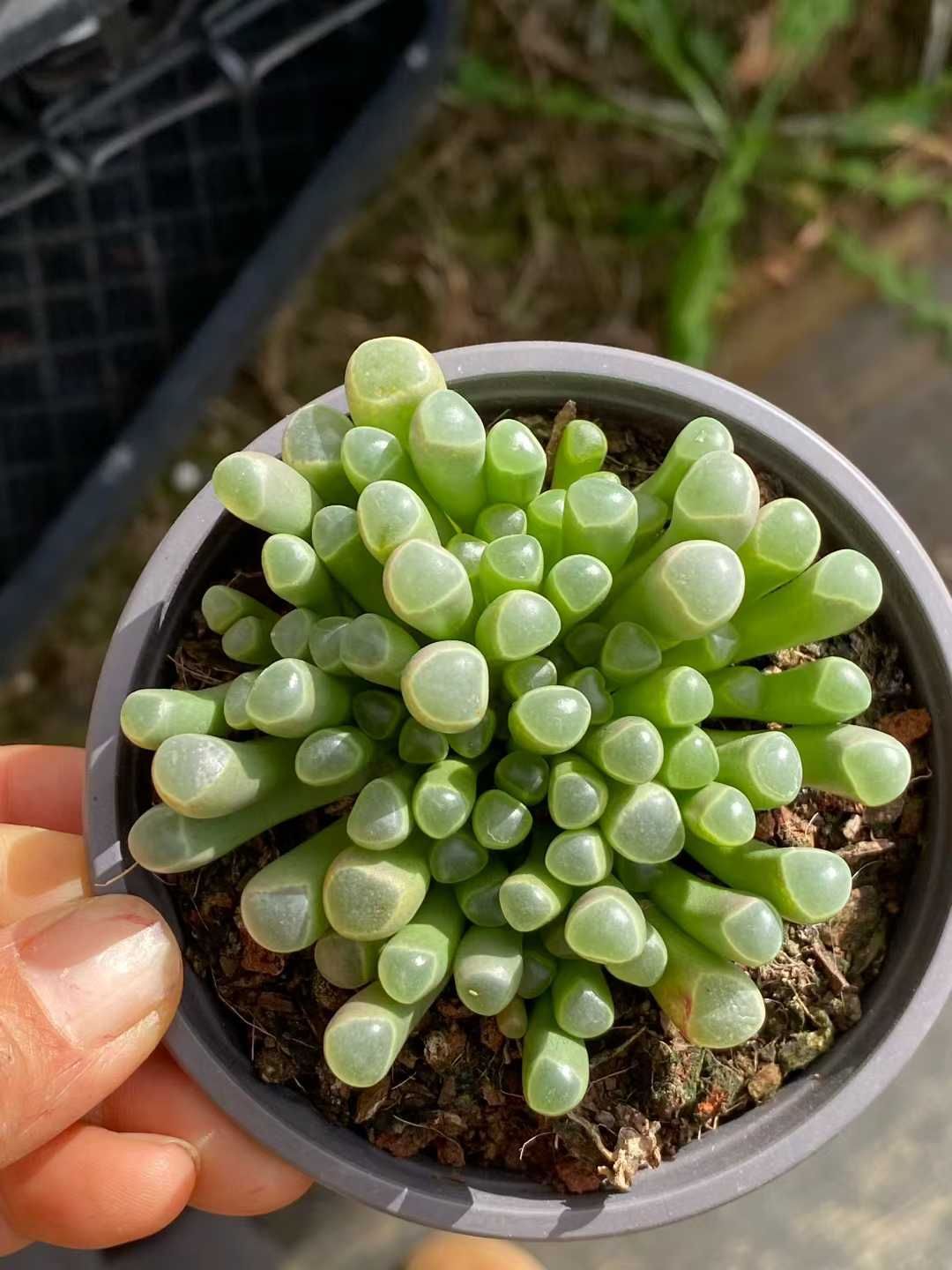 多肉植物 Z3565 ゴジュウレイギョク 18株 土鉢づき エケベリア セダム