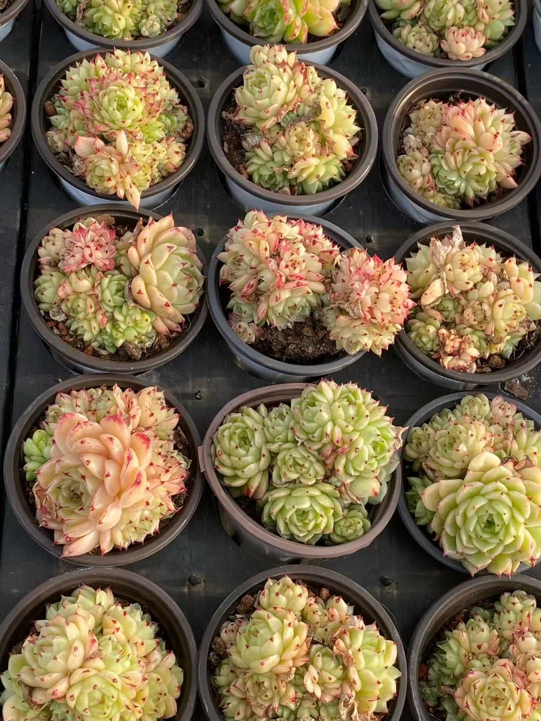 多肉植物 Z3563 ホウオウビ 18株 土鉢づき エケベリア セダム