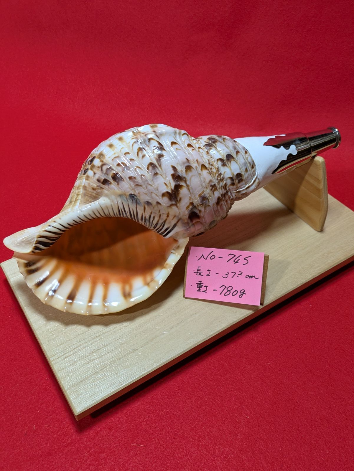 NO−74.S 法螺貝、金具入り、ほら貝、ホラ貝、修験道、和楽器、当山派