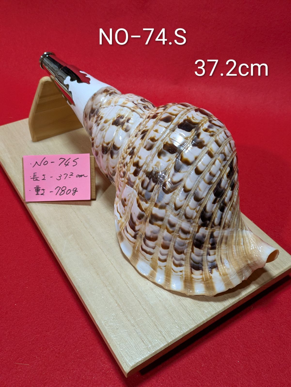 NO−74.S 法螺貝、金具入り、ほら貝、ホラ貝、修験道、和楽器、当山派