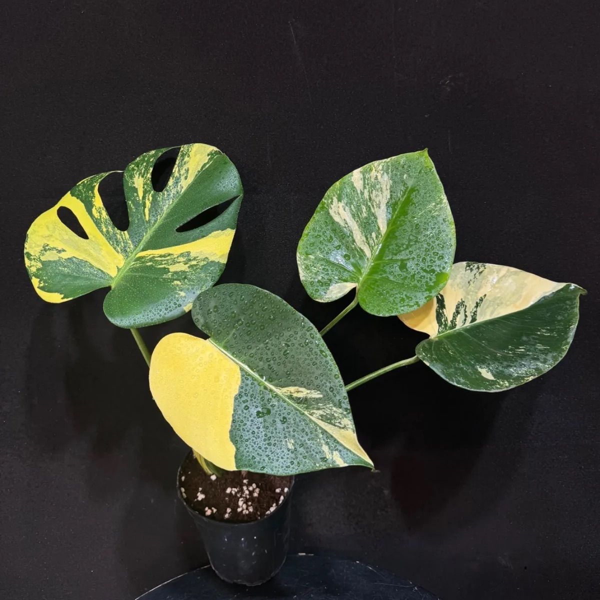 モンステラ デリシオーサ ポンポン Monstera deliciosa 'Pom Pom