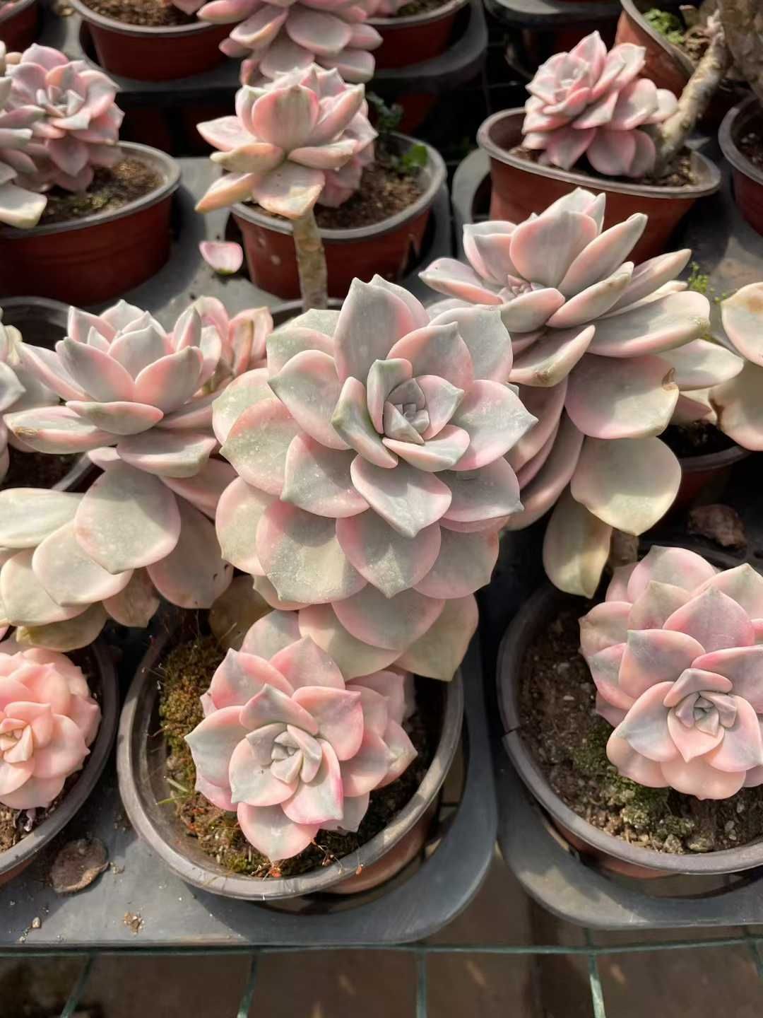 新入荷 シラクニシキ×15株 Z3693抜き苗 多肉植物 詰め合わせ