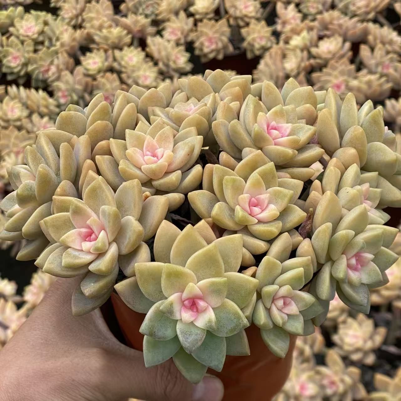 多肉植物 Z2548 アワユキニシキ 12鉢 土鉢づき エケベリア セダム