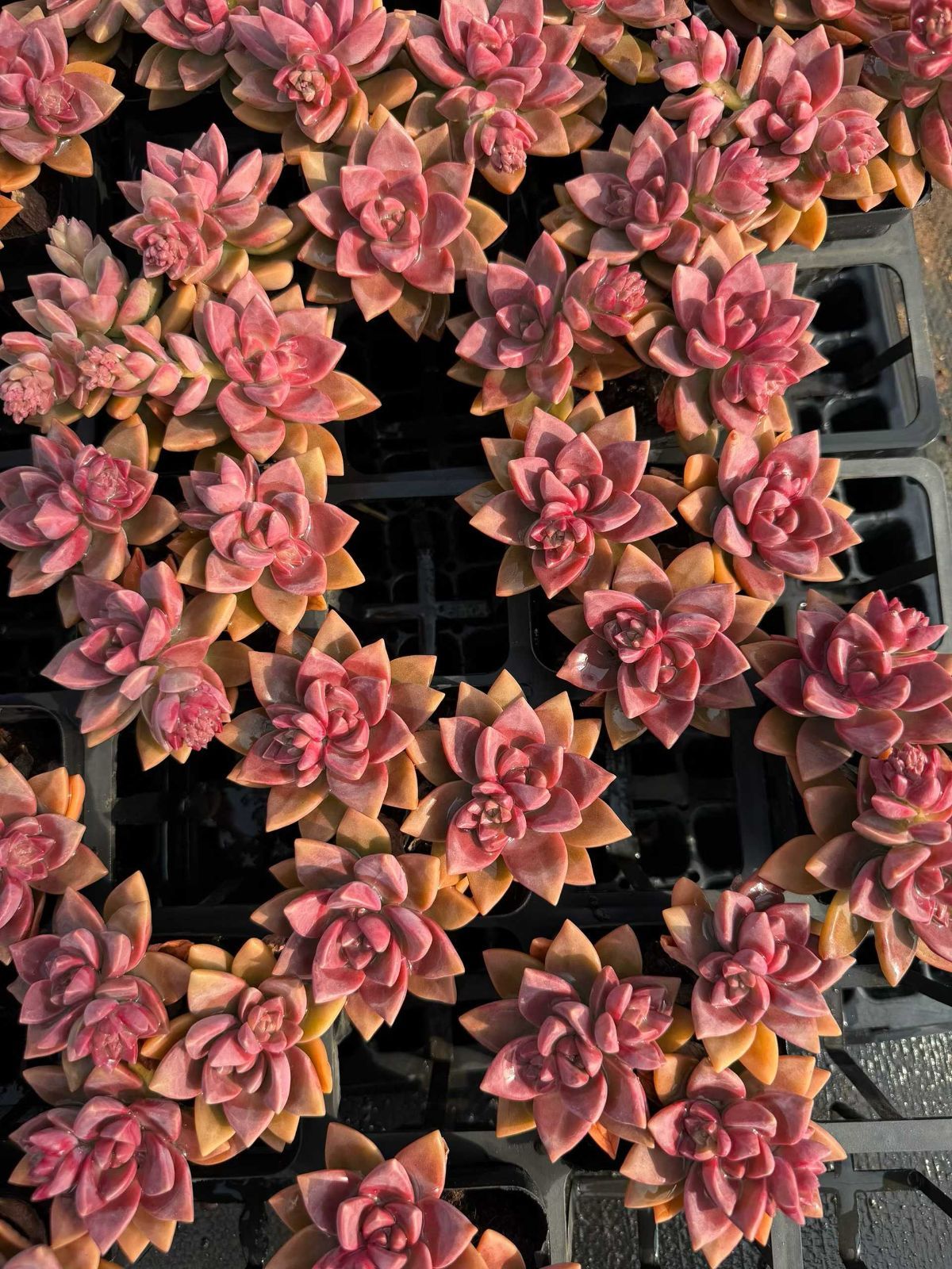 多肉植物 Z89 プディングン 32鉢 土鉢づき エケベリア セダム