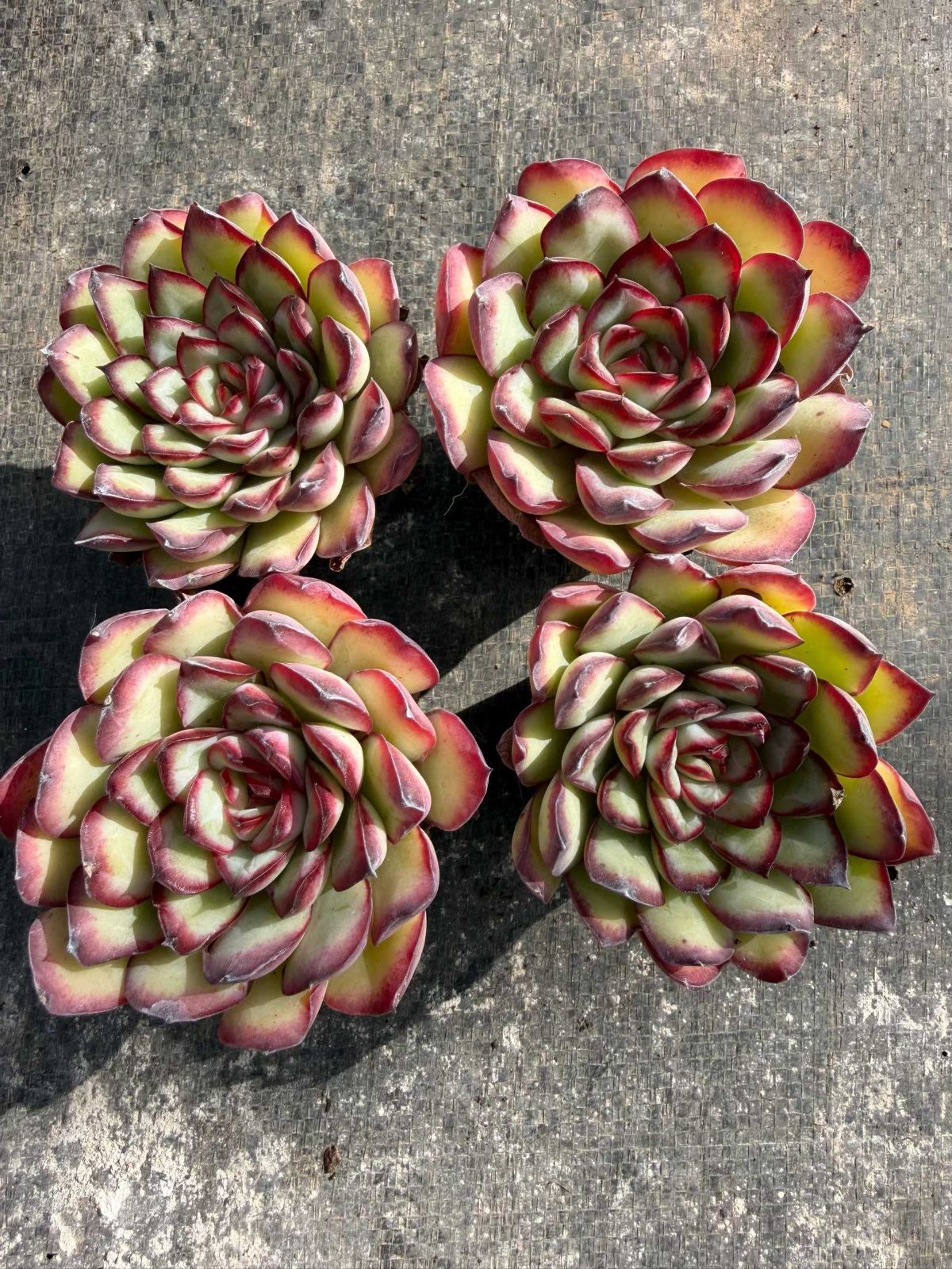 多肉植物 Z819 ミートソースローズ 50鉢 土鉢づき エケベリア セダム