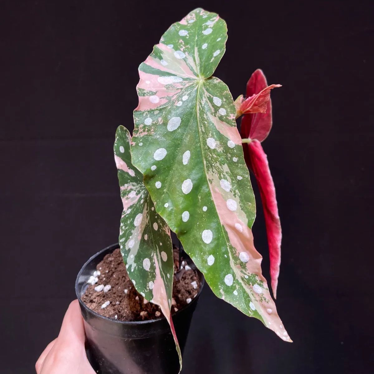 ベゴニア マクラータ 斑入り - メルカリ