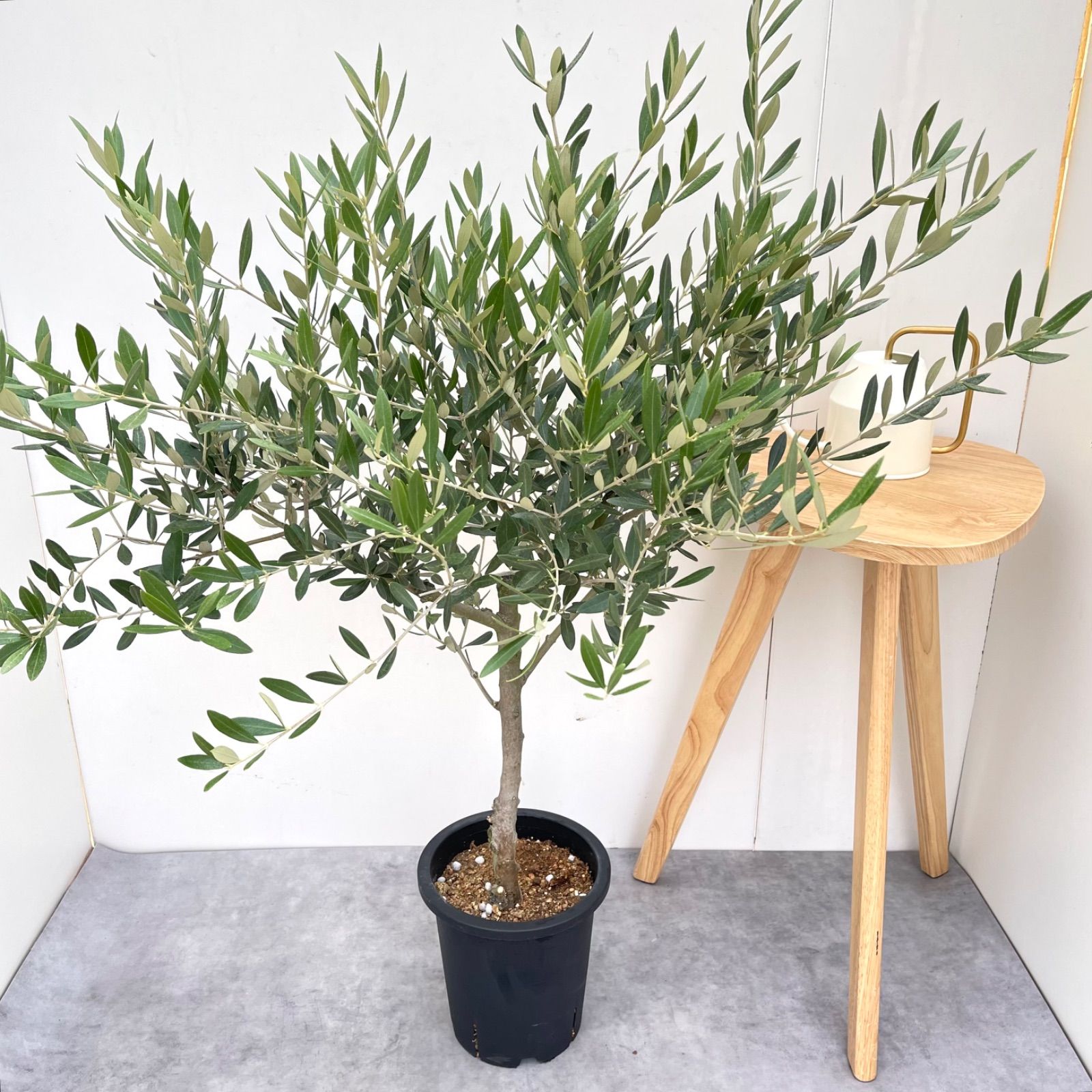 オリーブ ミッション 19【現品】観葉植物 大型 創樹 SOUJU 8号 - メルカリ