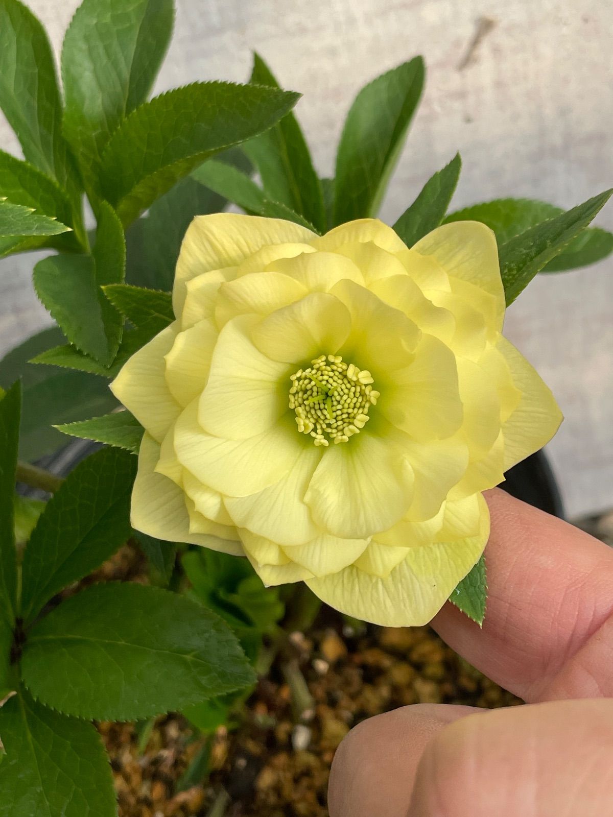 クリスマスローズ ダブル26-10 イエロー 5号鉢 開花株 - メルカリ