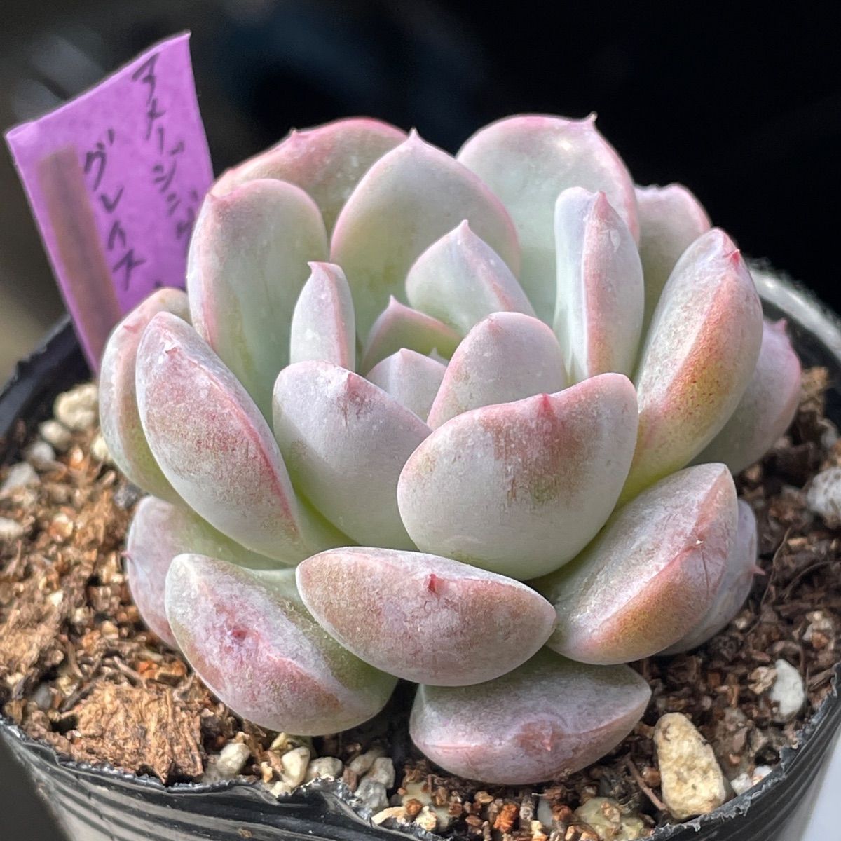 多肉植物♡アメージンググレイス❤︎抜き苗(根付き) - メルカリ