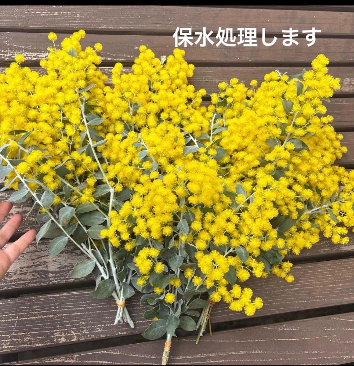 本日限定】本日発送 パールアカシア ミモザ 80サイズ - メルカリ