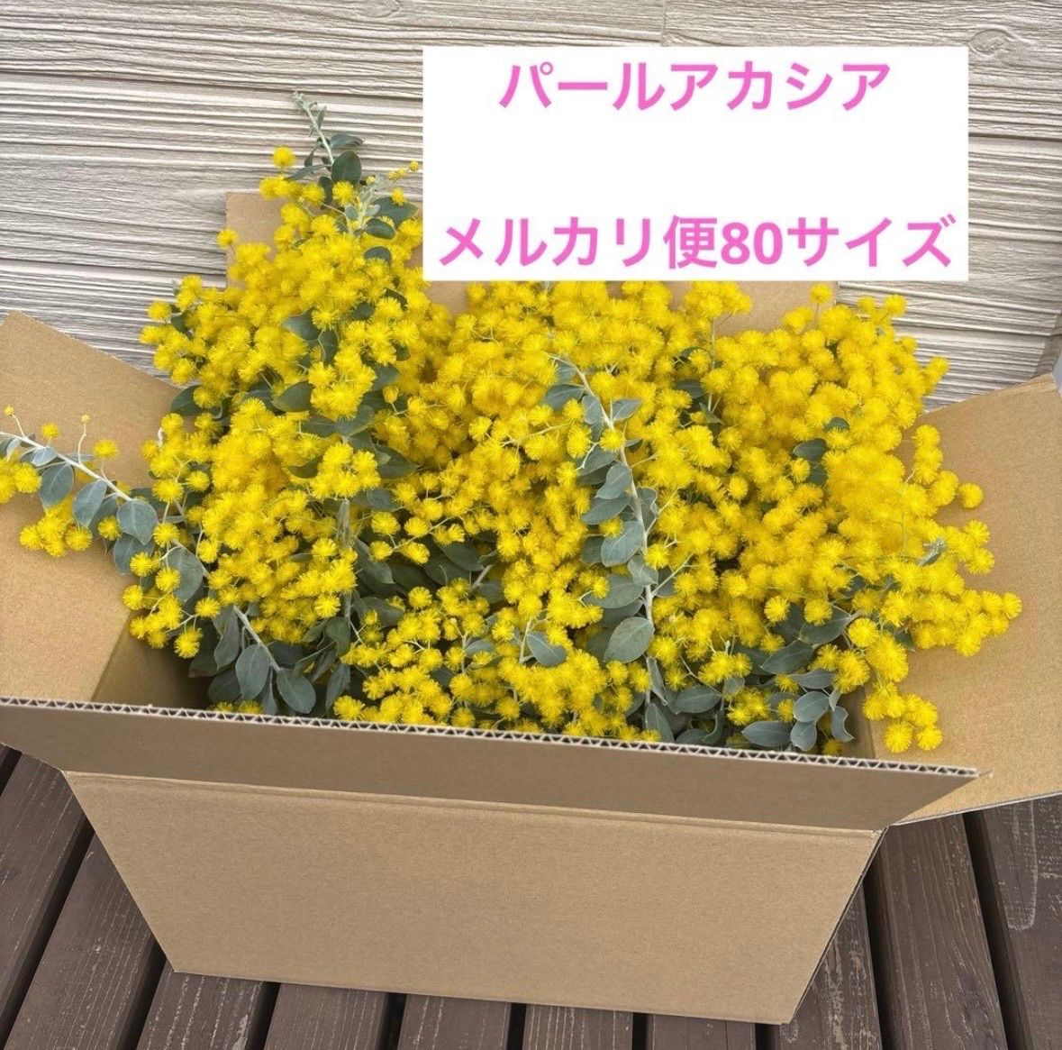 本日限定】本日発送 パールアカシア ミモザ 80サイズ - メルカリ