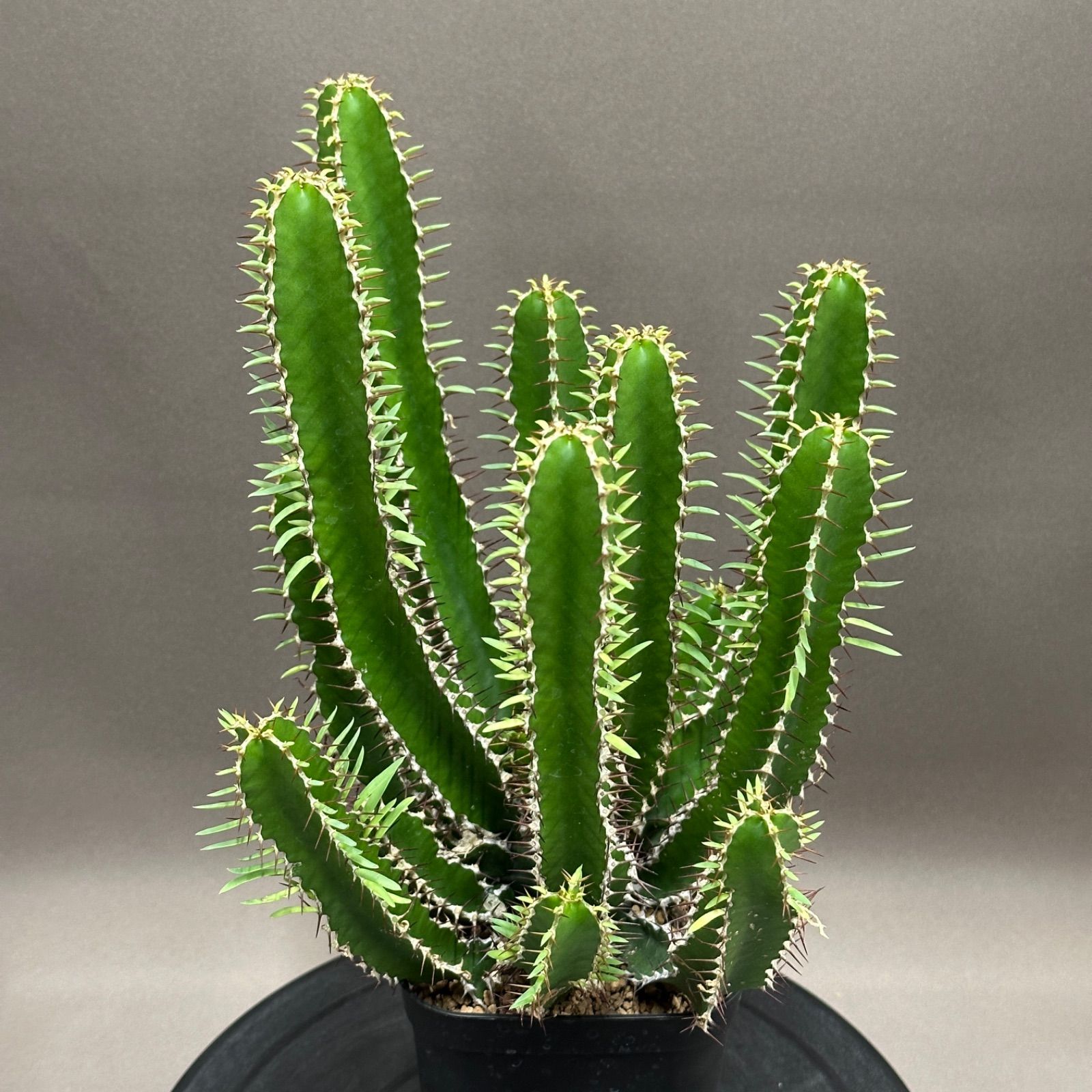Euphorbia mlanjeana ユーフォルビア ムランジーナ 実生株 no.479-8