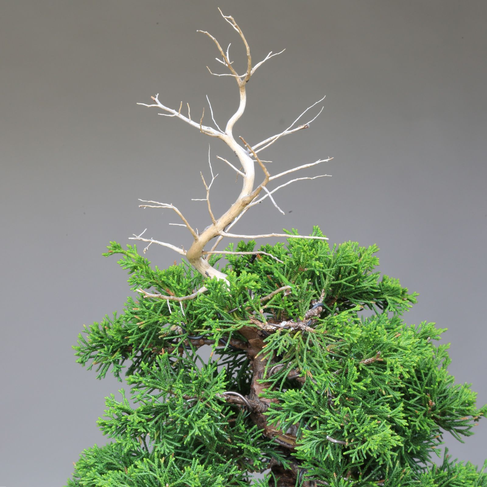 糸魚川真柏（捻転幹・ジン・シャリ）小品盆栽 【泰寿園 Online】現品