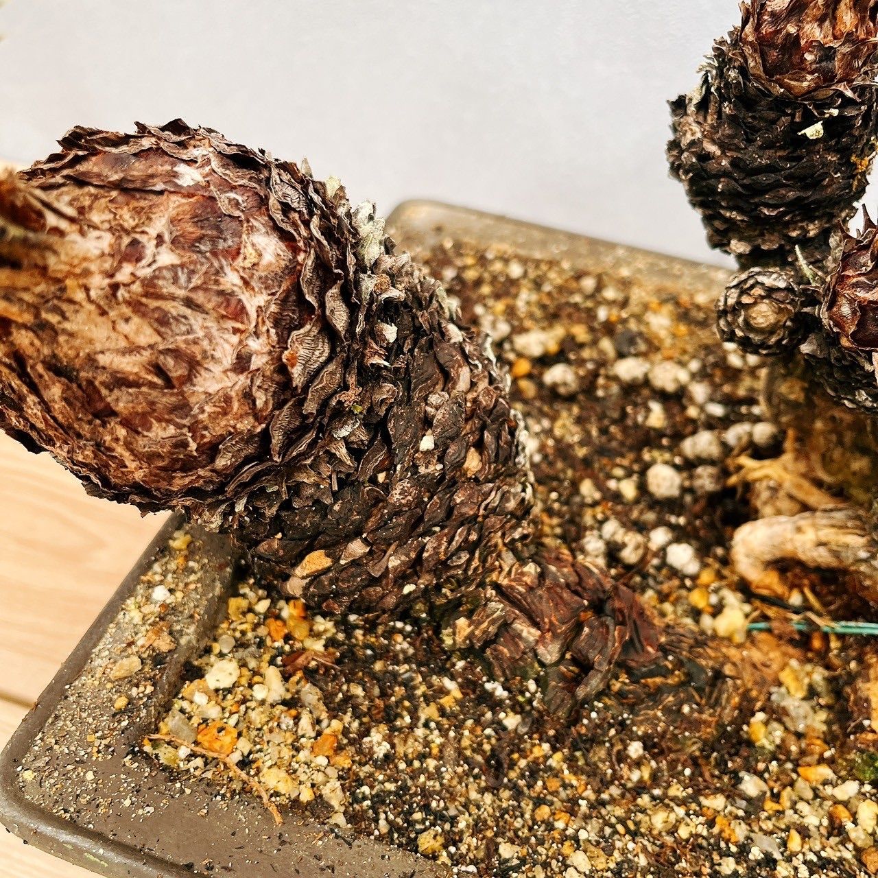 現品］【珍しい】6番 奄美姫ソテツ 盆栽造り 約7号 蘇轍 観葉植物