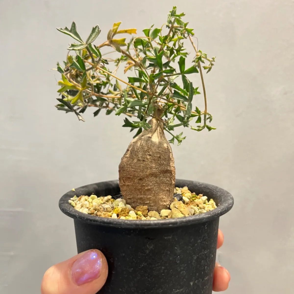 ミニサイズ】キフォステンマ モンタグナッキー 現地球現地球 - メルカリ