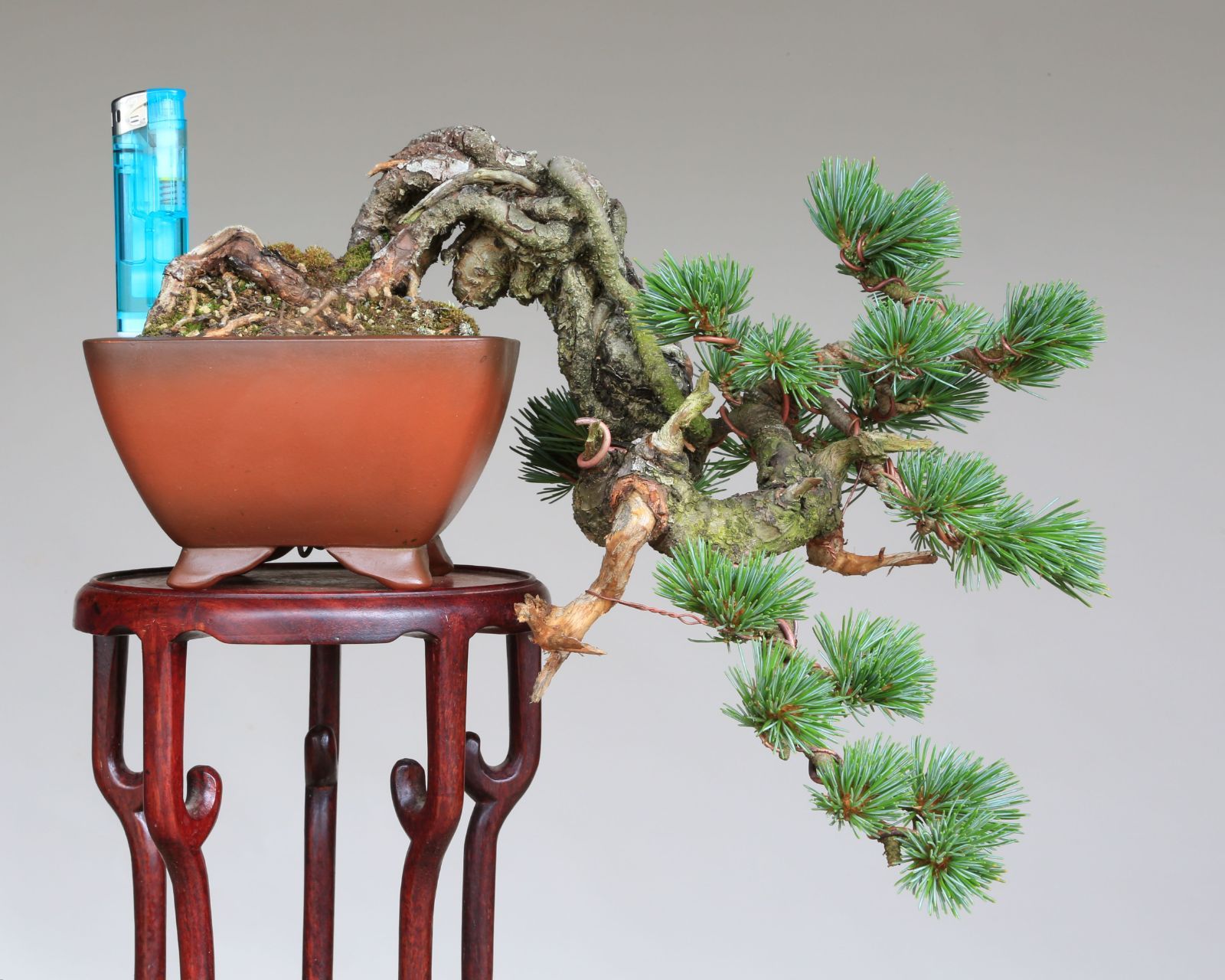 盆栽＜プチ盆栽、赤石五葉松、根上がり、半懸崖作り、樹高9，5cm＞棚出し