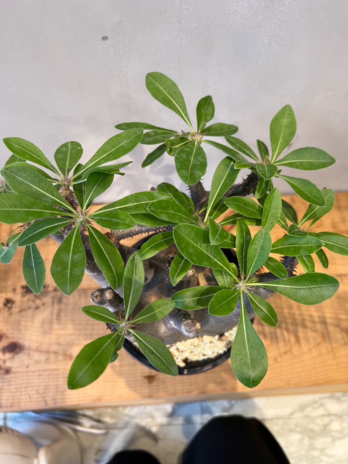 残り1株・早い者勝ちとなります】パキポディウム マカイエンセ 現地球