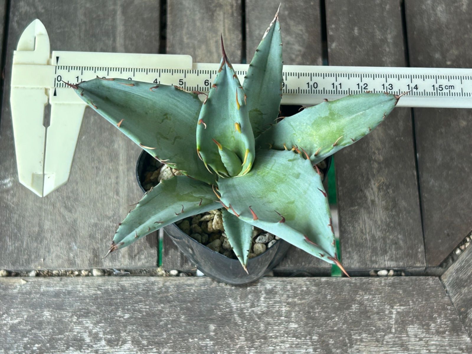 アガベ シャウィ×パラサナ ジェレミー株 連棘 美株hidden agave