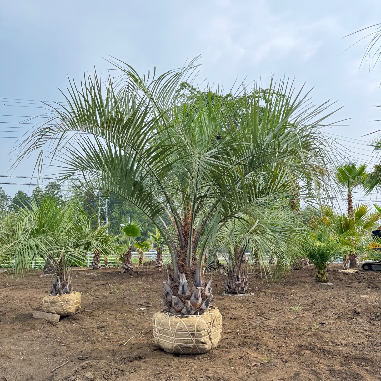 極太幹】3m40cm ココスヤシ - メルカリ