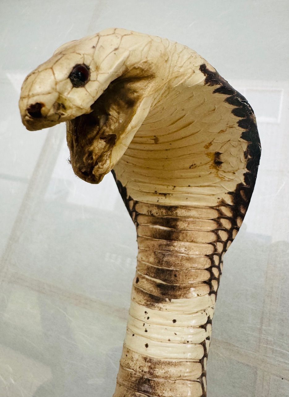 コブラ対マングース 剥製 - メルカリ