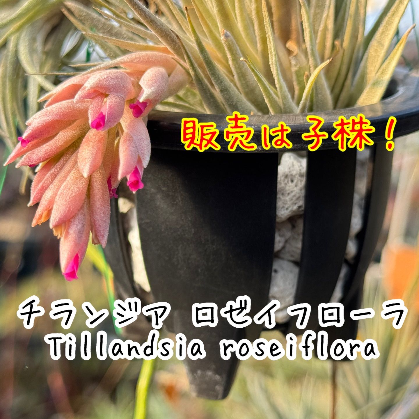 チランジア ロゼイフローラ Tillandsia roseiflora＊エアプランツ