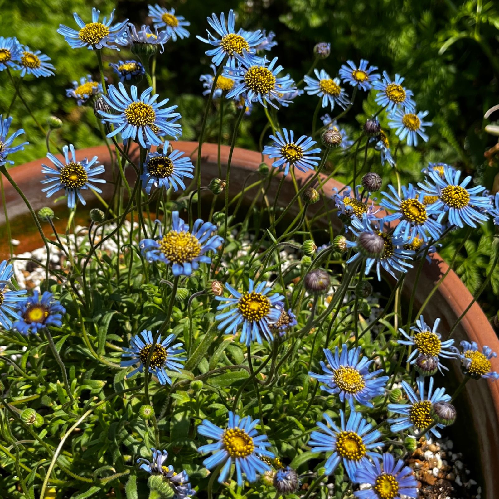 キングフィッシャーデイジー キングフィッシャーデージー 種 20粒