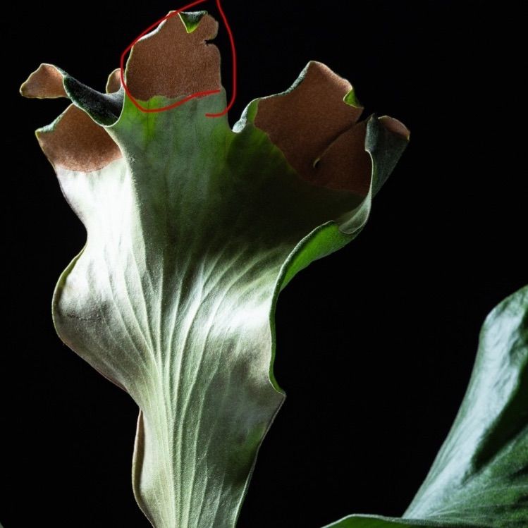 P. hillii 'Sattahip' サッタヒップ サタヒップ ビカクシダ 胞子 pd8s