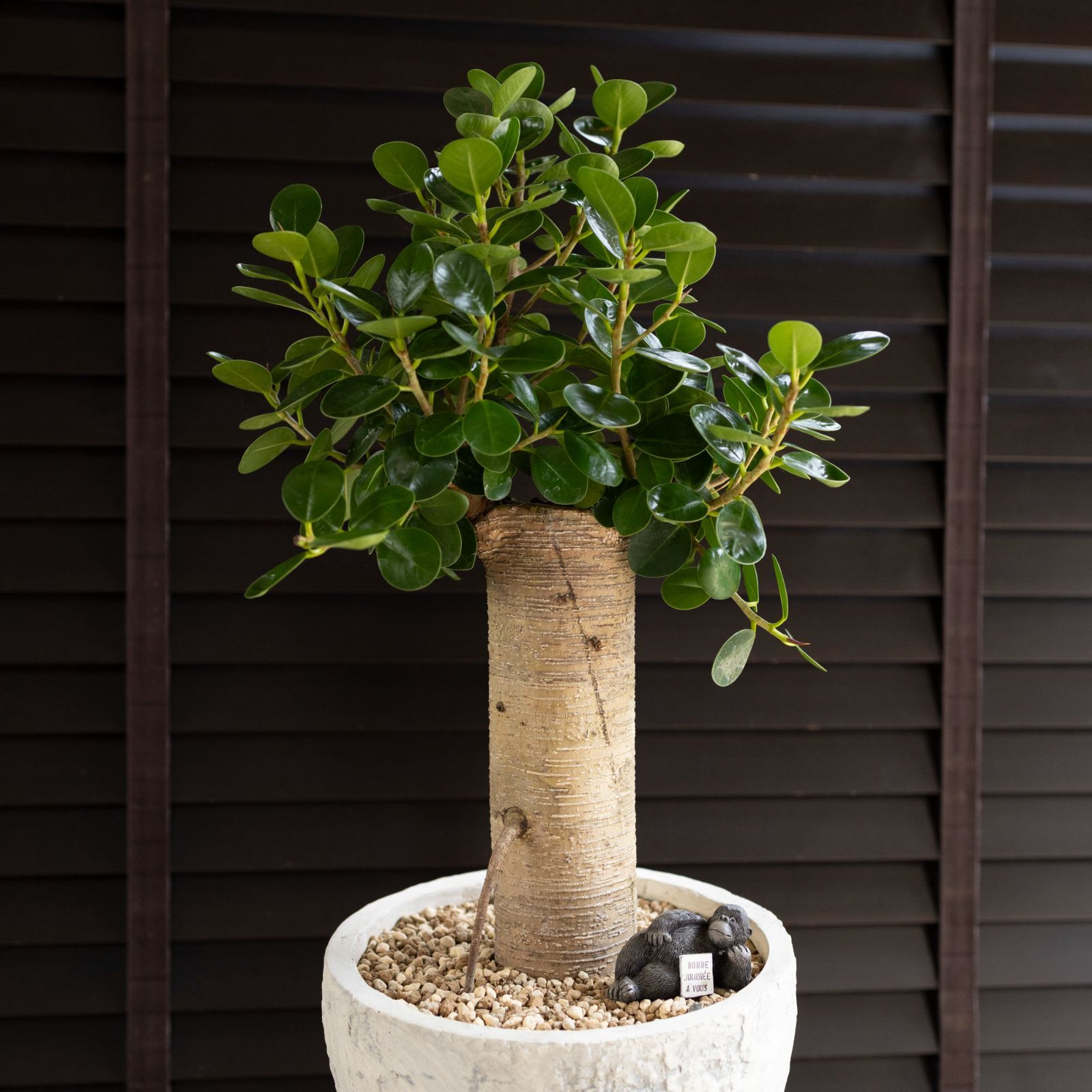 幹太】パンダガジュマル 7号 陶器鉢 ピック付 観葉植物 ガジュマルの木