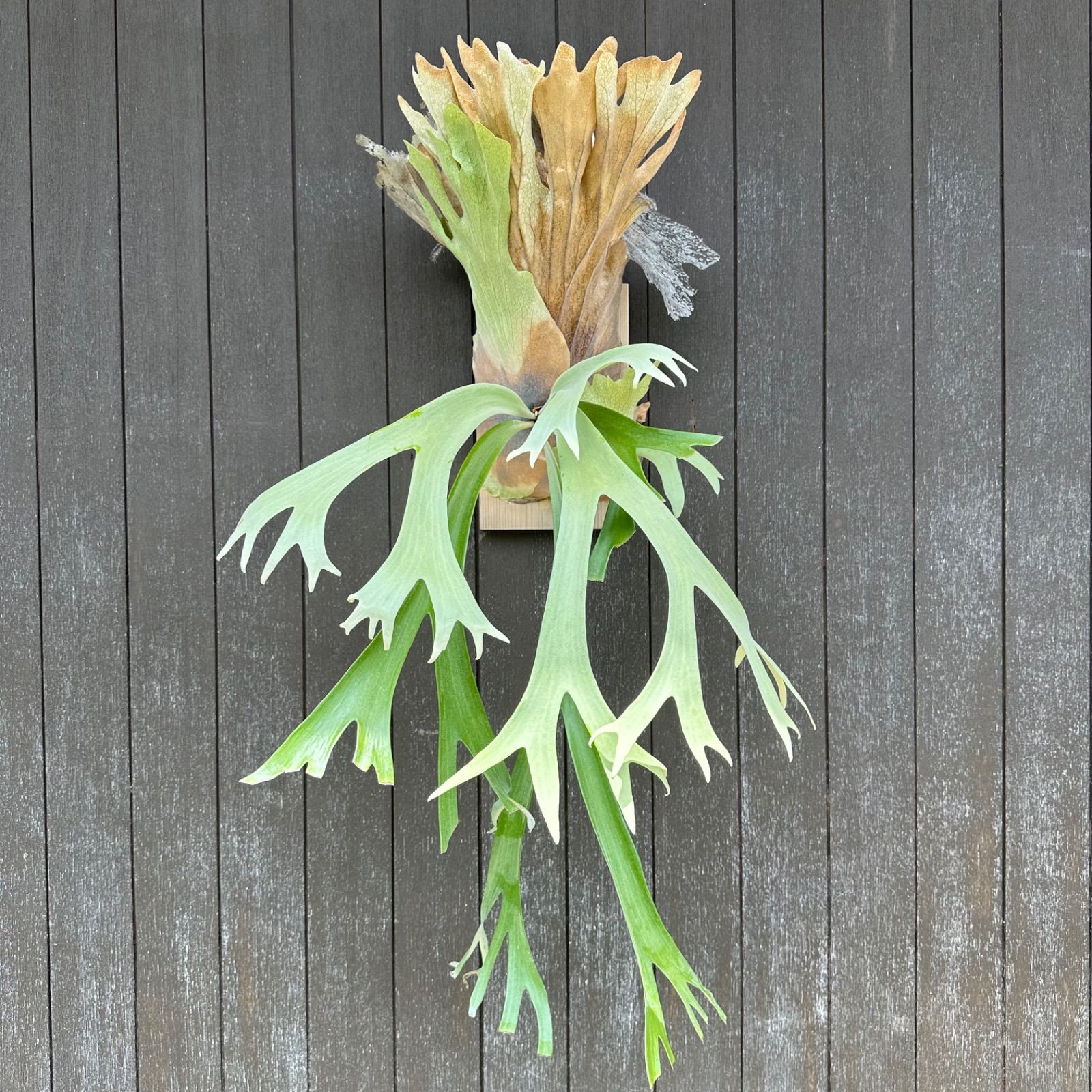 エルブス ウィリンキー ビカクシダ 子株 と*う様 エルブス