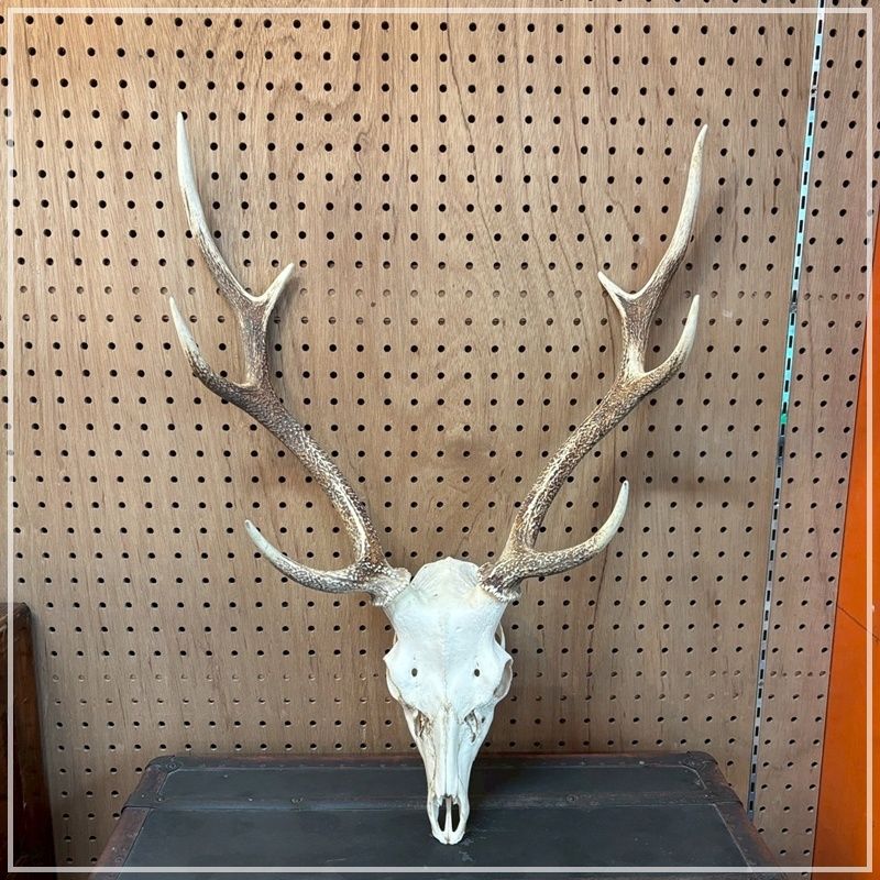 鹿の角 頭付き 全長約65cm 壁掛け ウォールデコレーション
