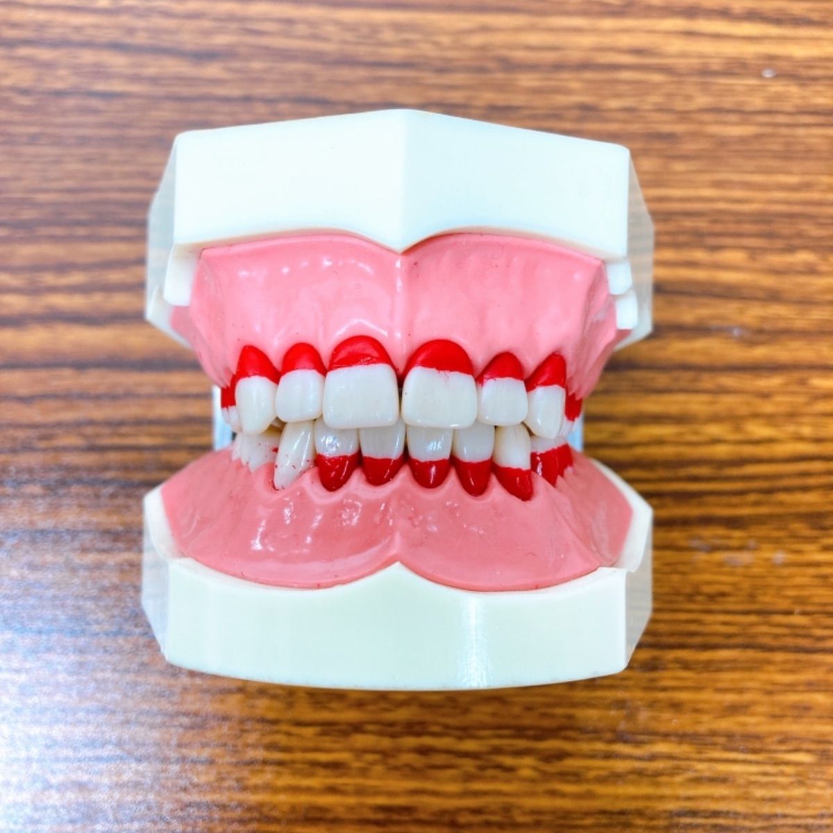 NISSIN デンタルスタディモデル 歯の模型 歯科衛生士 練習 - メルカリ