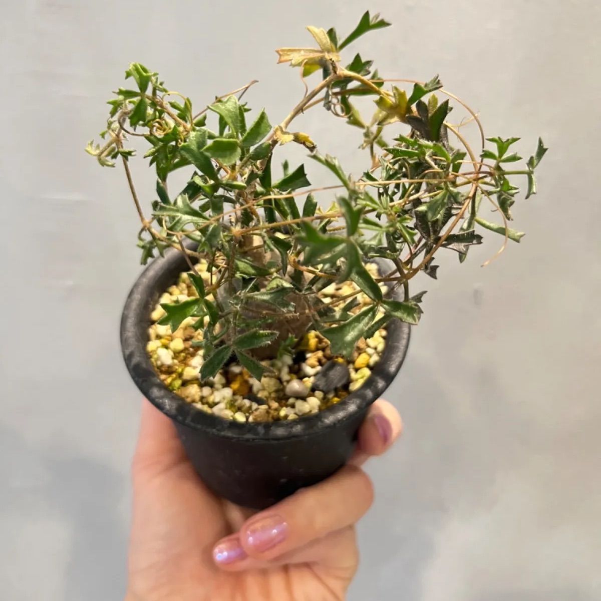 ミニサイズ】キフォステンマ モンタグナッキー 現地球現地球 - メルカリ