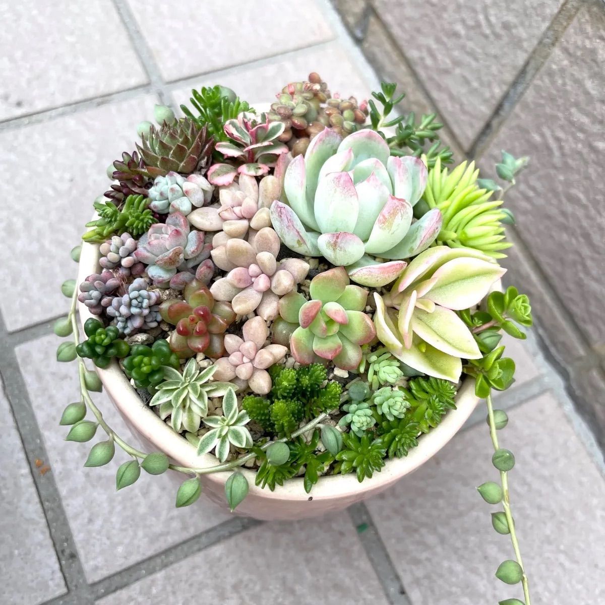 ☆多肉植物カット苗詰め合わせ☆寄せ植えセット☆ちまちま寄せ植え