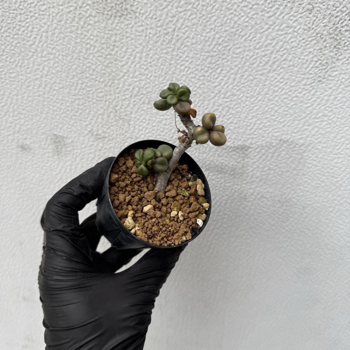 Tylecodon aridimontanus チレコドン アリディモンタナス 実生（多肉