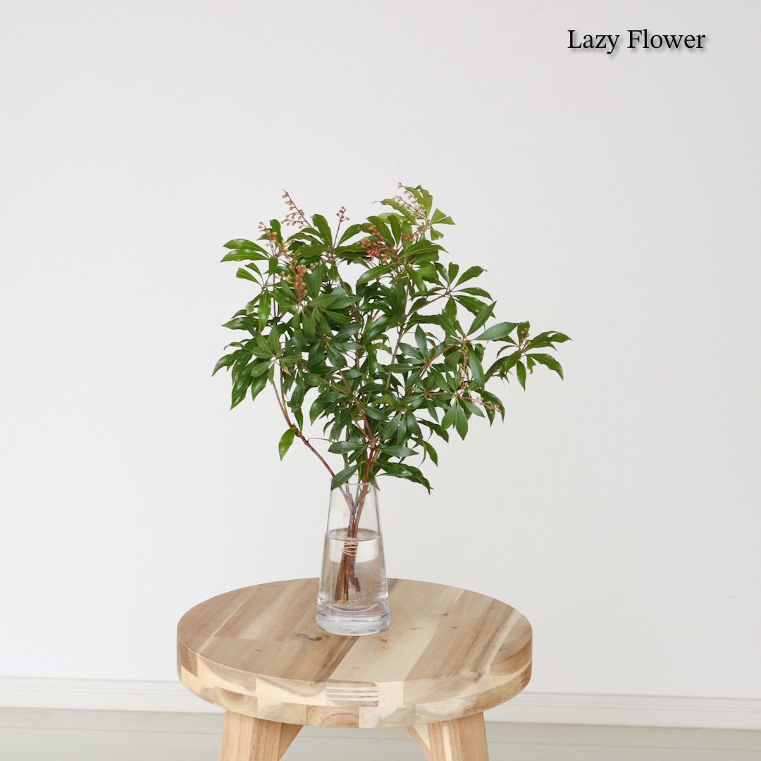 アセビ30cm 馬酔木 枝物 インテリア 装飾 生花 枝 観葉植物 - メルカリ