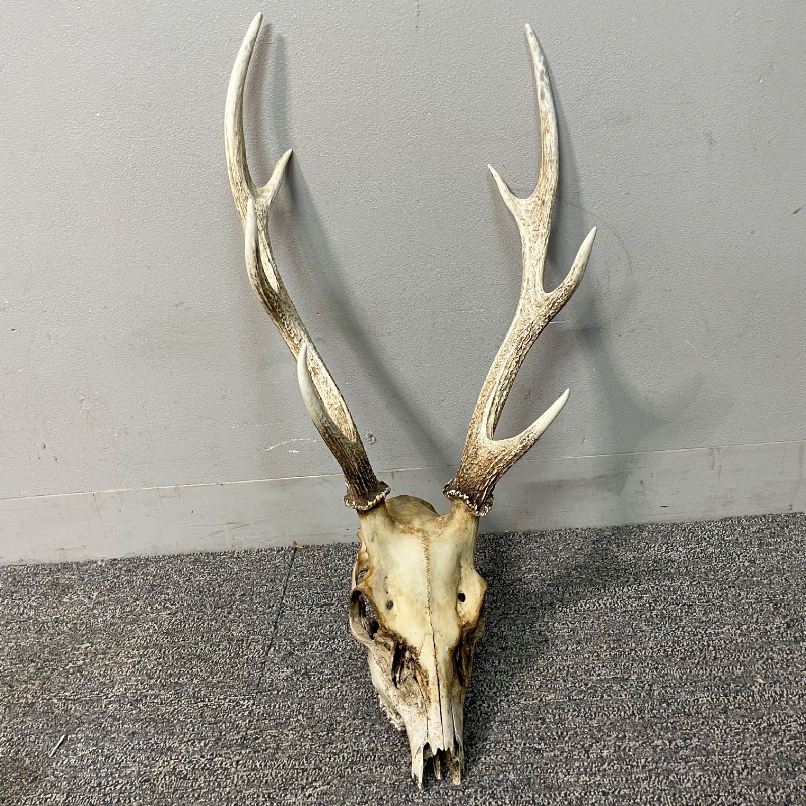 ♭ 鹿 シカ 頭蓋骨 角 置物 刀掛け 鹿角 オブジェ コレクション 頭部